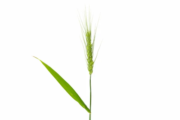 Green wheat ears isolated — Stock Photo, Image