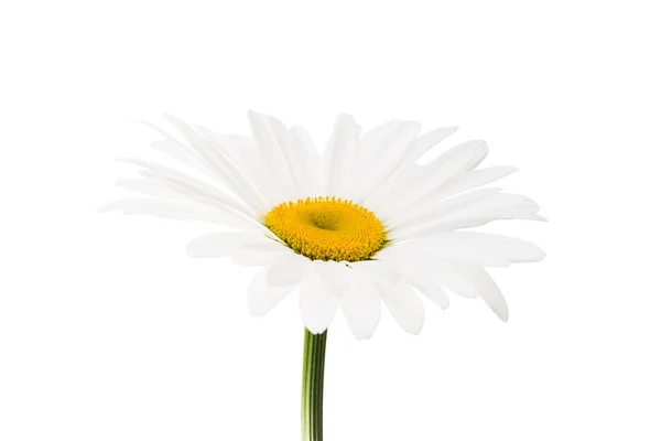 Chamomile flower isolated — Stockfoto