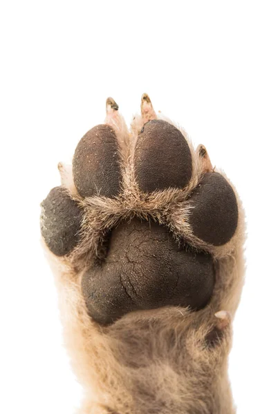 Animal puppy paw — Stock Photo, Image