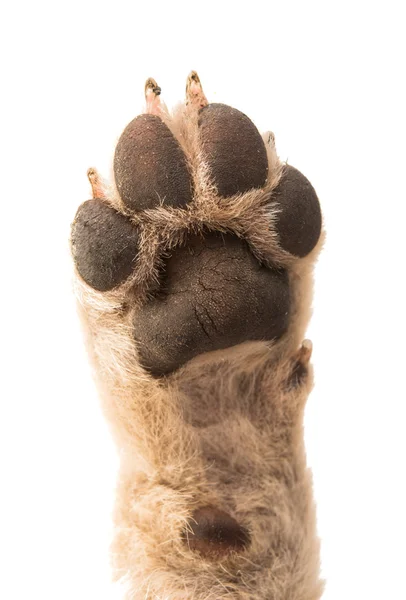 hayvan köpek yavrusu pençe 