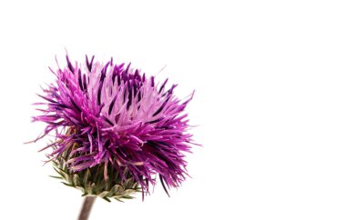 Deve dikeni çiçeği izole 