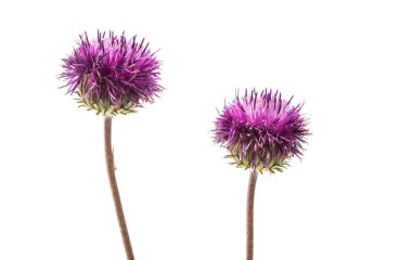 Deve dikeni çiçeği izole 