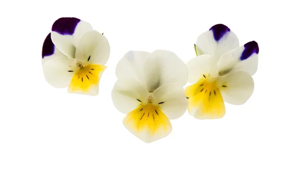 Pensé Blomma isolerade — Stockfoto