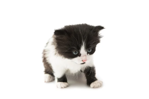Schwarz-weißes Kätzchen — Stockfoto