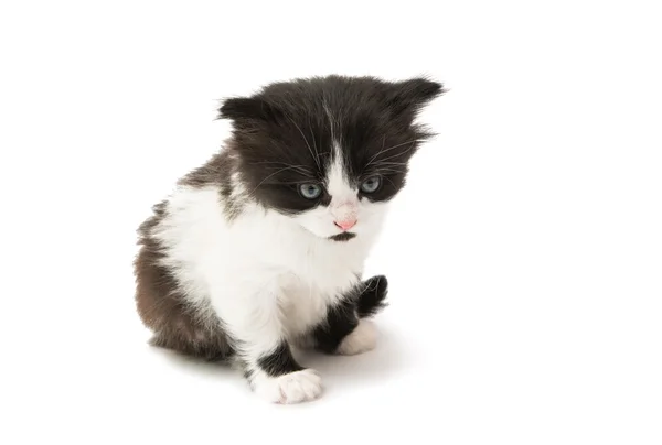 Gatinho preto e branco — Fotografia de Stock