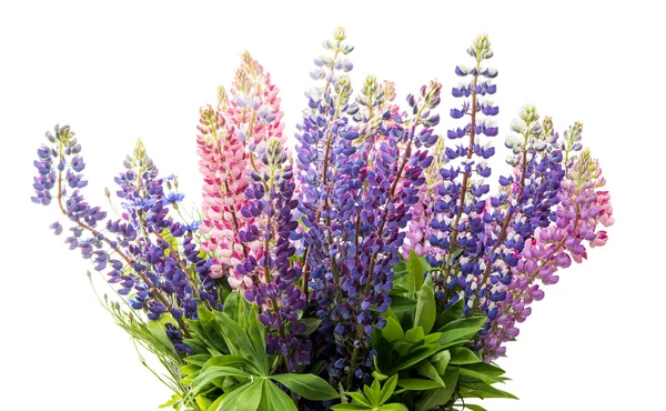 Flores de colores - Lupine — Foto de Stock