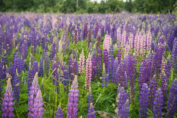 Rosa y púrpura Lupins en Arrowtown — Foto de Stock