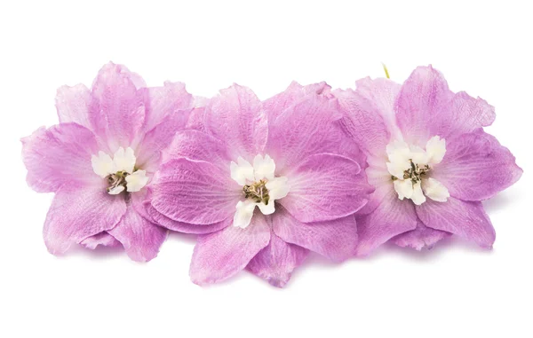Violet fleur de delphinium isolé — Photo