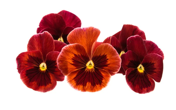 Pansy flower isolated — Stock Photo, Image