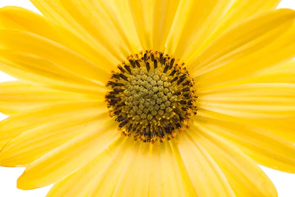 Osteospermum daisy nebo plášť sedmikráska květ květ — Stock fotografie