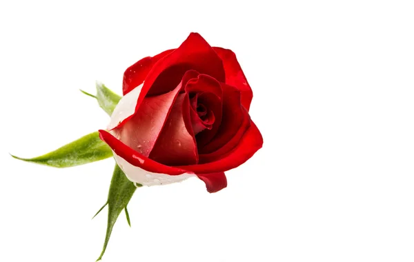 One red rose — Stock Photo, Image