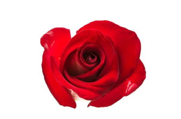 Одна красная роза — стоковое фото