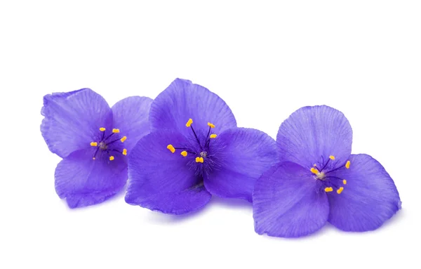 Flora Tradescantia isolerade — Stockfoto