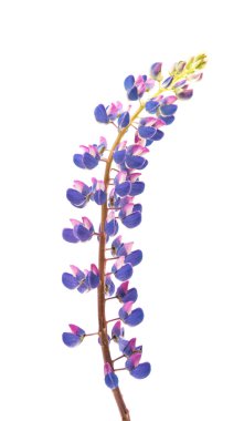 Renkli çiçek - Lupine