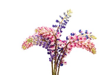 Renkli çiçek - Lupine