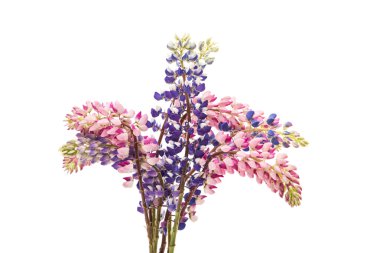 Renkli çiçek - Lupine