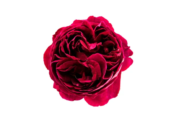 Dunkelrote Rose isoliert — Stockfoto