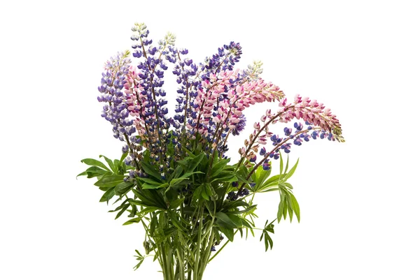 Kleurrijke bloemen - Lupine — Stockfoto