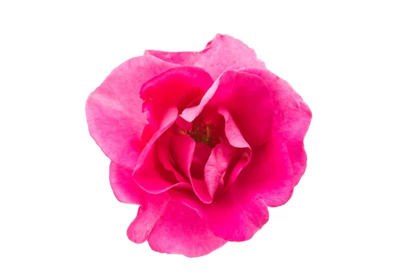 Rosa rosa isolado Imagens De Bancos De Imagens Sem Royalties