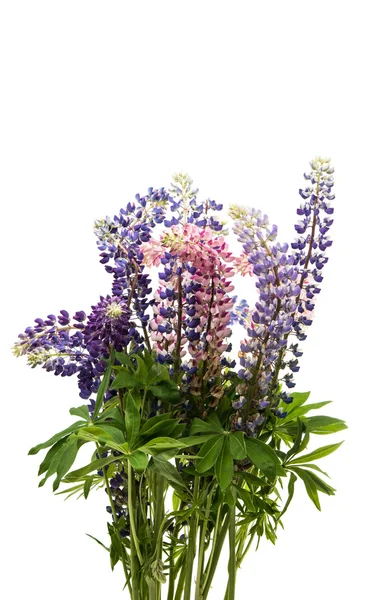 Colorful flowers - Lupine Stock Picture