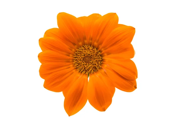 Beautiful gazania isolated — Stock Photo, Image