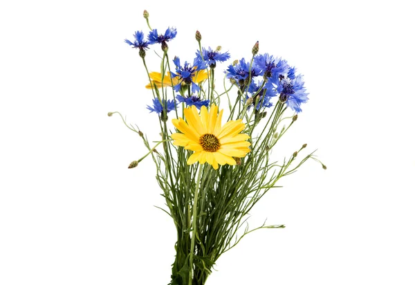 Strauß Kornblumen — Stockfoto