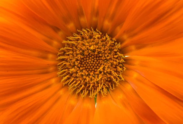 Bella gazania isolata — Foto Stock