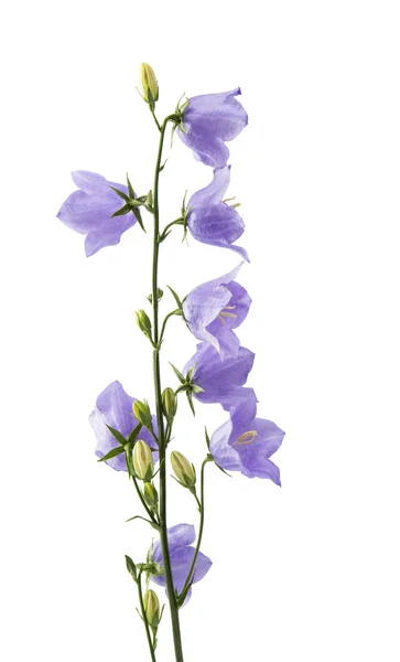 Blue bell flower — Stock Photo, Image