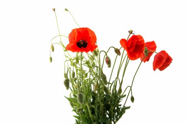 izole kırmızı gelincik