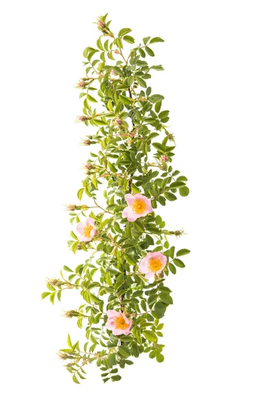 Gren med blommor av nypon isolerade — Stockfoto