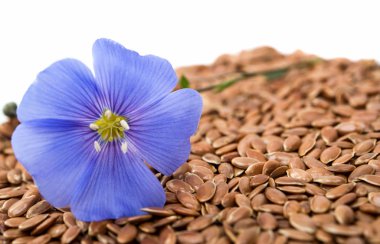 İzole tohumları ile mavi keten çiçek 