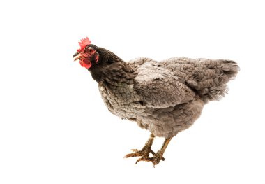 gri hen izole 