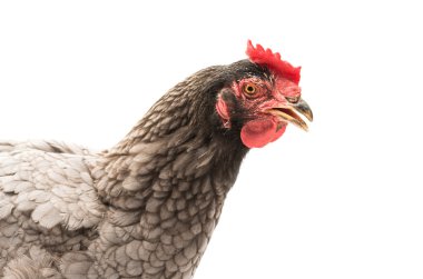 gri hen izole 