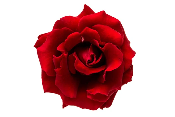 Rosa rossa isolata — Foto Stock