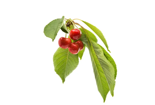 Red cherries isolated — Stock Photo, Image