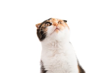 İskoç kedi Güzellik