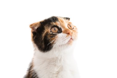 İskoç kedi Güzellik