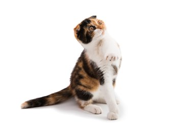 İskoç kedi Güzellik