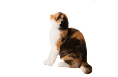 İskoç kedi Güzellik