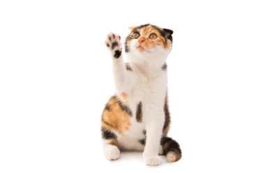 İskoç kedi Güzellik