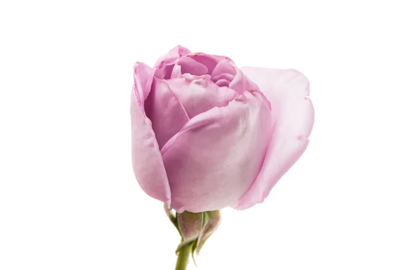 Beautiful purple rose — Stock Photo, Image