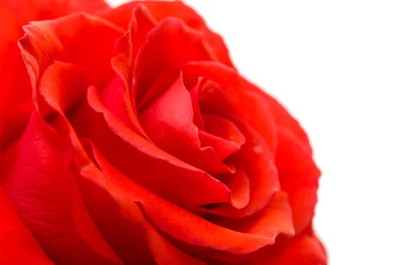 Hermosa rosa roja — Foto de Stock