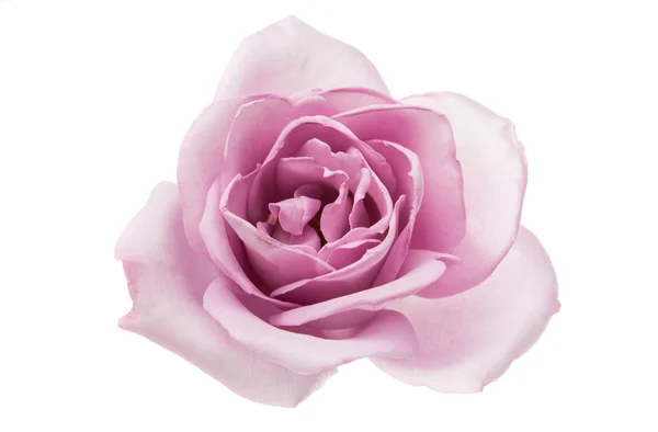 सुंदर जांभळा गुलाब विना-रॉयल्टी स्टॉक फोटो