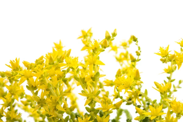 Małe żółte kwiaty — Zdjęcie stockowe