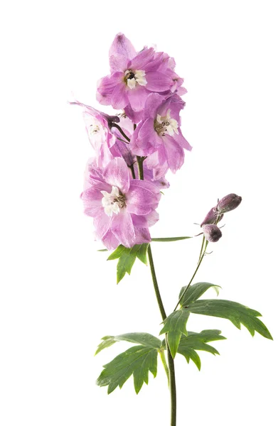 Fiore di delfinio viola isolato — Foto Stock