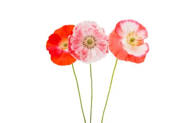 haşhaş botanik aşk