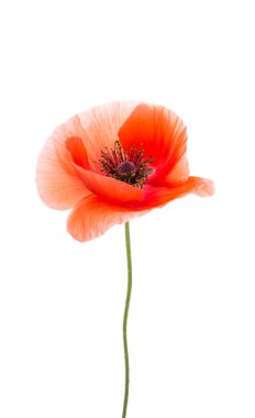 haşhaş botanik aşk