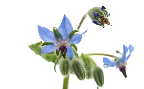 Flor de borragem de ervas — Fotografia de Stock