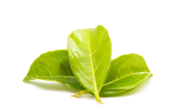 Hojas de té verde aisladas — Foto de Stock