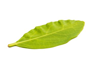 Yeşil çay yaprakları ıssız 